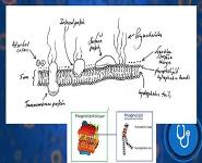 CELL MEMBRANE PowerPoint Presentation
