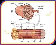 Muscle PowerPoint Presentation