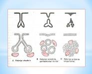 Endocrine PowerPoint Presentation Notes
