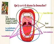 Systeme Digestif PowerPoint Presentation Notes