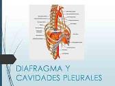 Diafragma Y Cavidades Pleurales