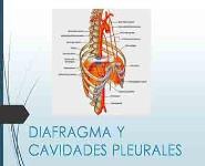 Diafragma Y Cavidades Pleurales PowerPoint Presentation Notes
