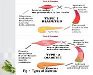 Antioxidant and Antidiabetic Activities of Some Algal Species PowerPoint Presentation Notes