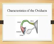 Reproductive System of Female PowerPoint Presentation
