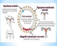 Menstrual PowerPoint Presentation