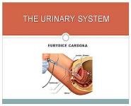 Urinary System PowerPoint Presentation