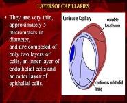 Types of Capillaries PowerPoint Presentation