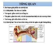 Chronic Otitis Media PowerPoint Presentation