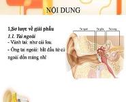 Acute Otitis Media PowerPoint Presentation