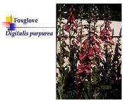 Medicinal Plants PowerPoint Presentation