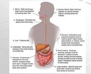 Basic Nutrition and Nutritional Therapy PowerPoint Presentation