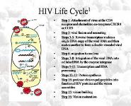 Anti-HIV Drugs PowerPoint Presentation