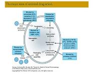 Antiviral drugs  PowerPoint Presentation Notes