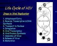 CD4 and HIV PowerPoint Presentation Notes