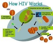 Lets Talk About HIV PowerPoint Presentation