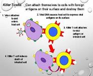 Specific Immune System - T - Lymphocytes PowerPoint Presentation
