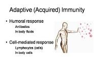 The Immune System and Allergy PowerPoint Presentation