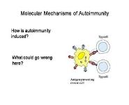 Autoimmunity PowerPoint Presentation Notes