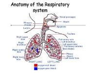 Respiratory system - Respiratory Diseases & Nursing Care PowerPoint Presentation