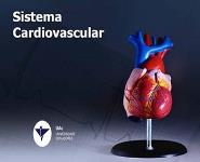 Sistema Cardiovascular PowerPoint Presentation