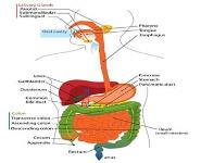 The Human Digestive System PowerPoint Presentation