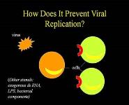 Pharmacology of Interferon PowerPoint Presentation