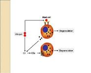 Allergic eye disease PowerPoint Presentation