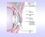 Conjunctiva PowerPoint Presentation Notes