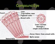Ophthalmology and the Primary Care Physician PowerPoint Presentation
