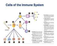 Guide to Primary Immunodeficiencies PowerPoint Presentation Notes