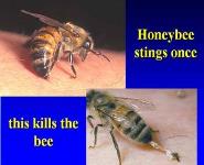 Honey Bee Stings PowerPoint Presentation Notes