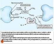 Pharmacotherapy of Gout PowerPoint Presentation