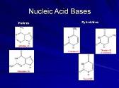 Nucleotides: Synthesis and Degradation