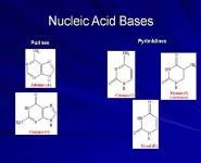 Nucleotides: Synthesis and Degradation PowerPoint Presentation