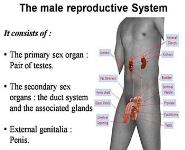 Human Reproduction PowerPoint Presentation