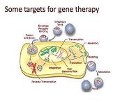 Cell Gene therapy PowerPoint Presentation