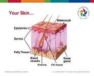 Skin Cancer PowerPoint Presentation Notes