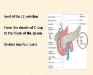 Pancreas: Anatomy Physiology Investigations Congenital anomalies PowerPoint Presentation
