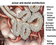Disorders of the Pancreas PowerPoint Presentation Notes