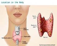 THYROID GLAND PowerPoint Presentation Notes
