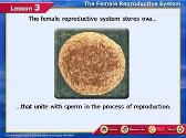 The Female Reproductive System