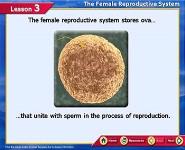 The Female Reproductive System PowerPoint Presentation