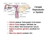 Histology Female Reproductive System