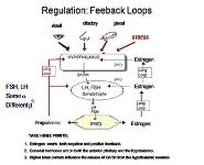 Estrogens Progestins and Androgens PowerPoint Presentation