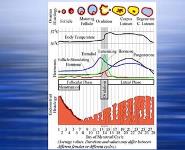 Womens Health: Hormone Balance and Stress PowerPoint Presentation