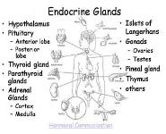 Endocrine Glands PowerPoint Presentation Notes