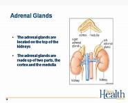 Treatment of Students with Adrenal Crisis PowerPoint Presentation