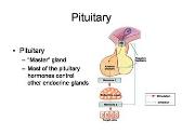 Pituitary Physiology and Deficiencies