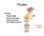 Pituitary Physiology and Deficiencies PowerPoint Presentation Notes