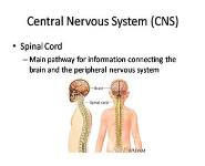Pediatric Brain Tumors PowerPoint Presentation